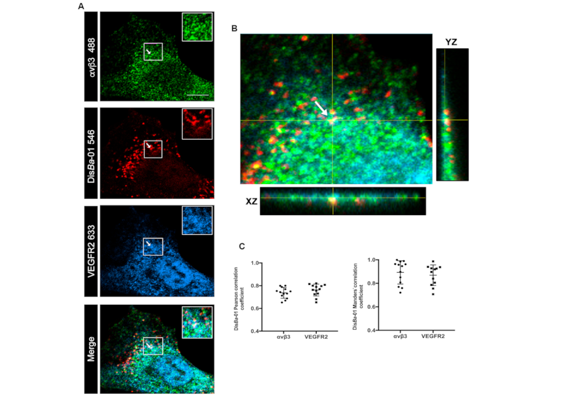 Colocalização da desintegrina DisBa-01 (vermelho) com o seu receptor transmembrana integrina αvβ3 (verde) e com o co-receptor VEGFR (azul) em células endoteliais por microscopia confocal. Autoria Wanessa F. Altei